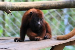 Centro de Rehabilitación y Conservación de Animales de Silvestres, Amazonas, Peru