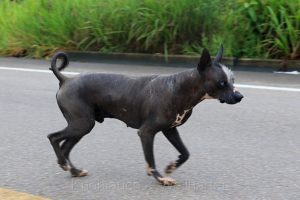 Peruanischer Nackthund, Peru