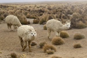 Alpaka (Vicugna pacos), Naturreservat Salinas und Aguada Blanca, Anden, Peru